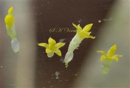  Disc Florets